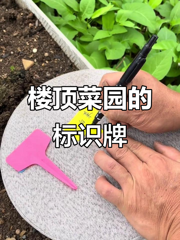 楼顶菜园里的园艺标识牌,让你的小天地更有格调