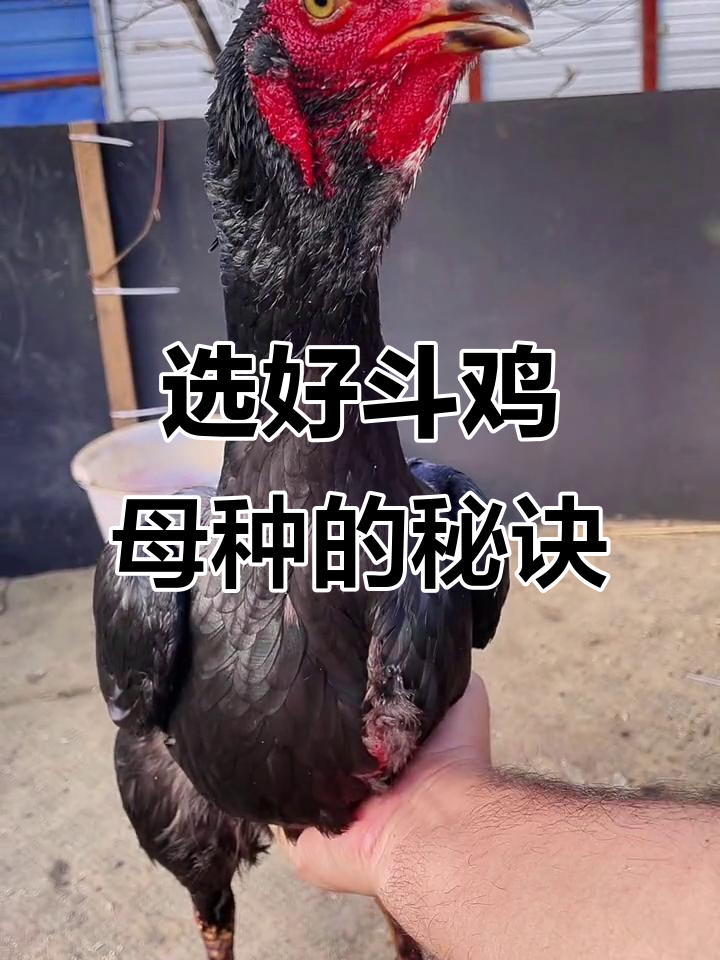 如何挑选优质斗鸡母种？体型比例才是关键