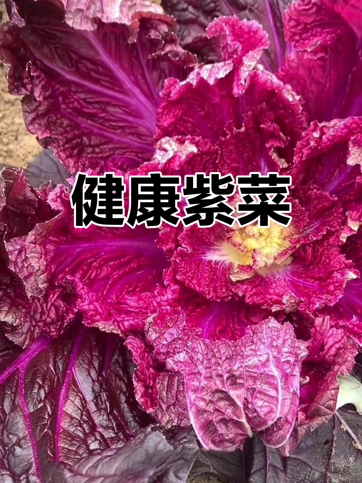 紫色白菜:花青素丰富的美味蔬菜