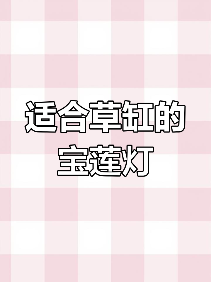 草缸宝莲灯鱼养殖技巧,如何打造最佳环境
