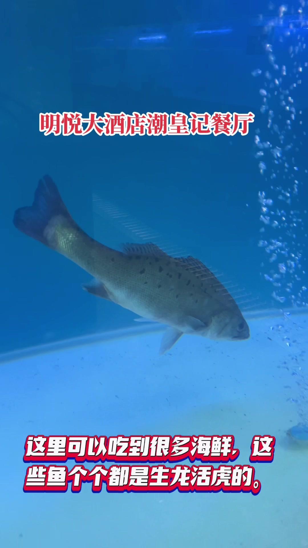 明悦大酒店潮皇记粤菜餐厅 成都星级酒店美食 做菜谱找捷达菜谱公司 美食创意视频拍摄 菜谱菜