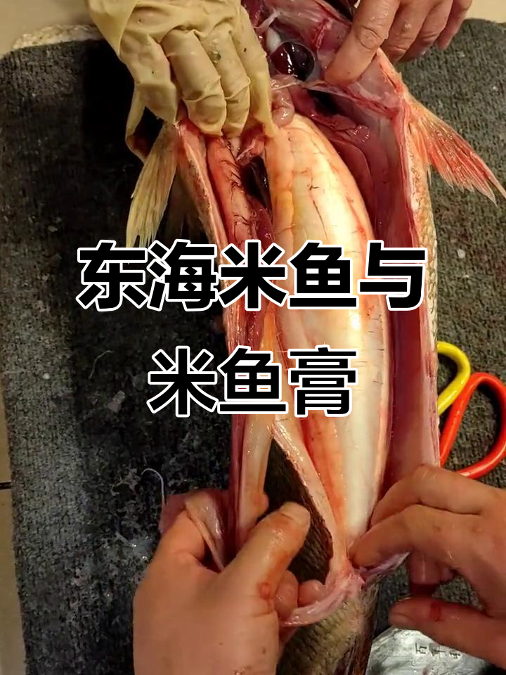 东海野生米鱼,黄金部位揭秘:米鱼膏的独特美味