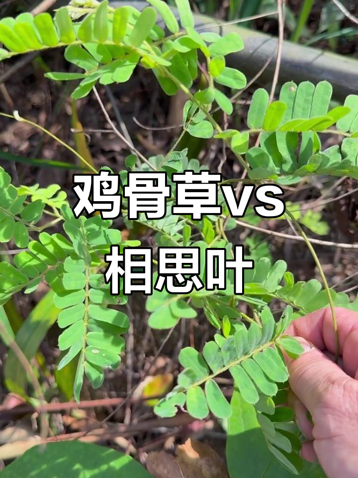 有毛鸡骨草与无毛相思叶的奇妙对比