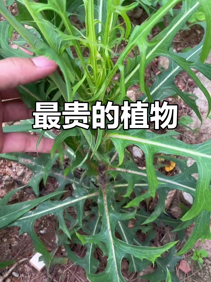 铁头菜:曾是农村常见,如今价值堪比黄金