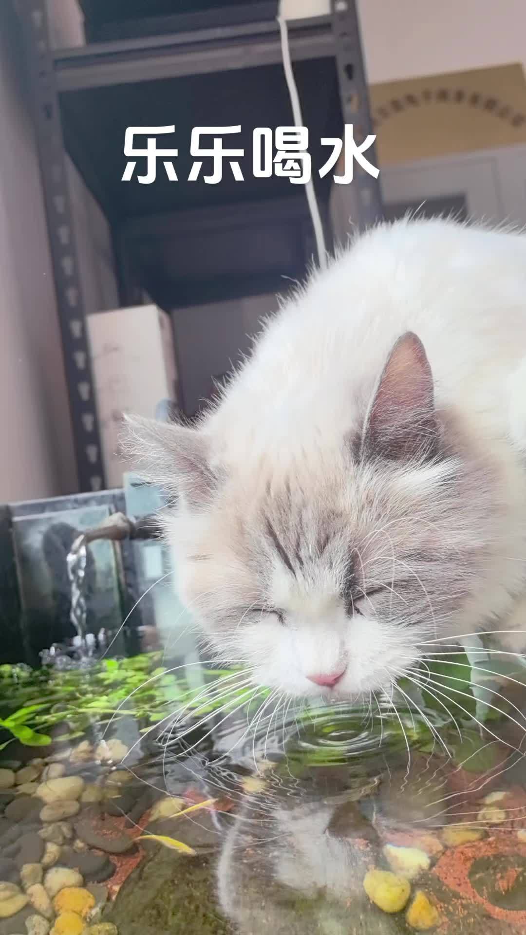 办公室四大天王之乐乐喝水 谁能拒绝傻憨憨的小猫咪 招财猫鱼 治愈小宠