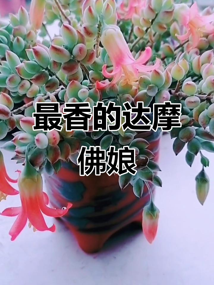 达摩佛娘多肉,香气扑鼻!真的是最香的多肉品种
