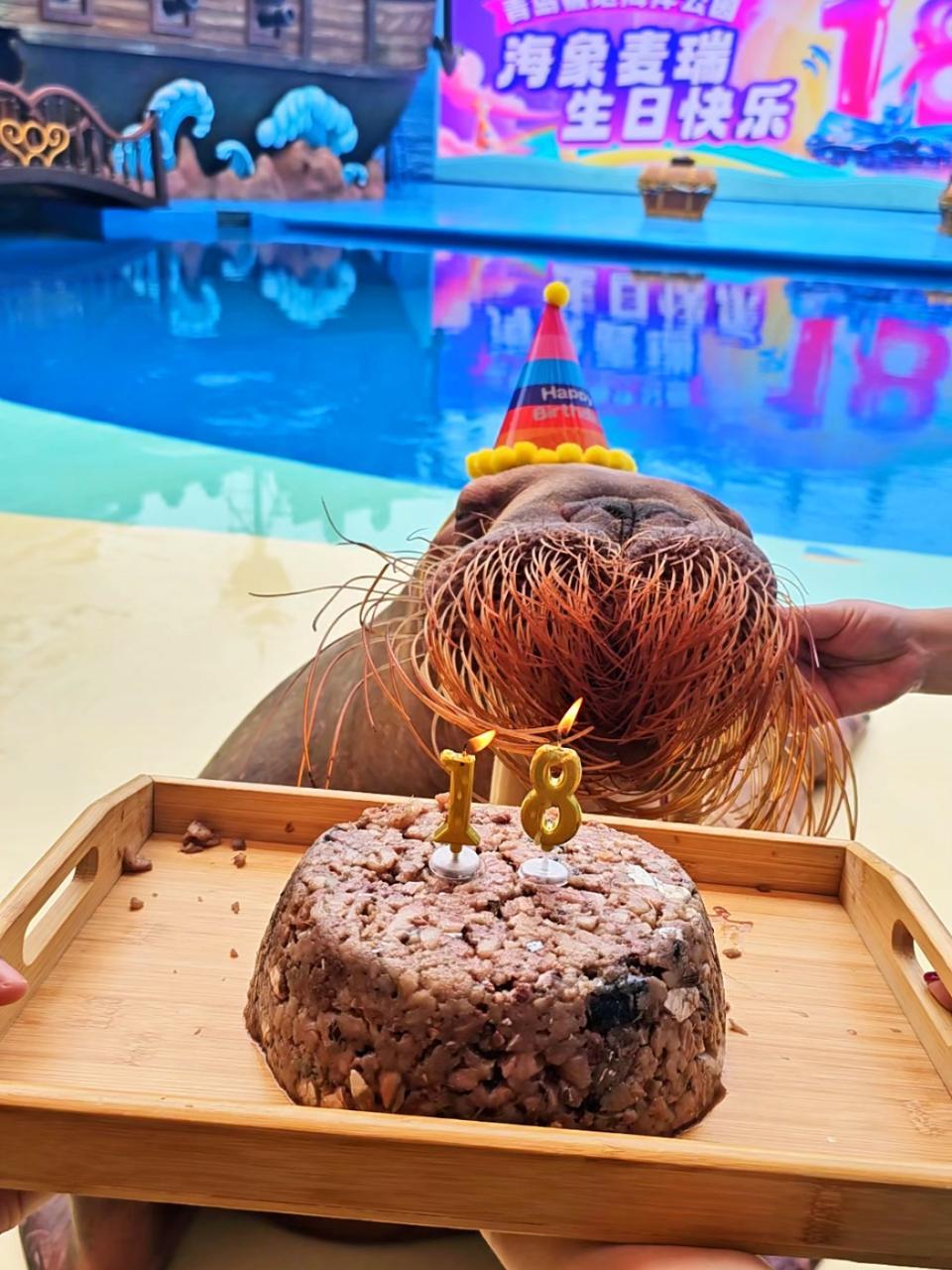 「当海象过生日学会吹蜡烛」近日,青岛极地海象麦瑞迎来它的18岁生日庆典,保育员细心地为麦瑞