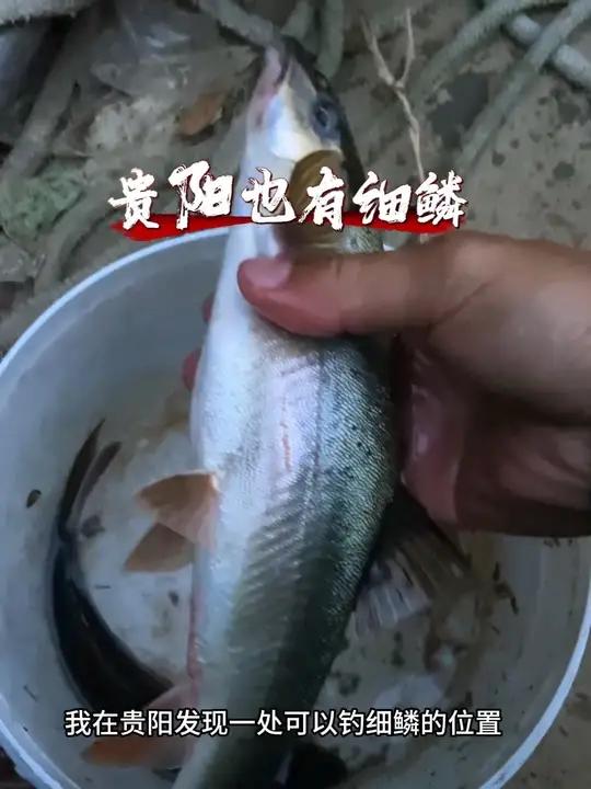 贵阳也能钓细鳞鱼,个体还不小!