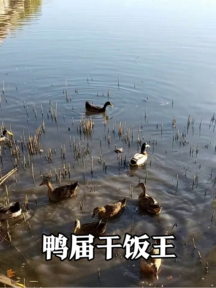 鸭子干饭现场太真实,像极了上班摸鱼的你