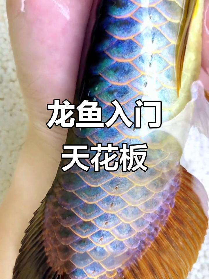 入门级天花板龙鱼，双排满珠林蓝绿翡翠值多少钱？