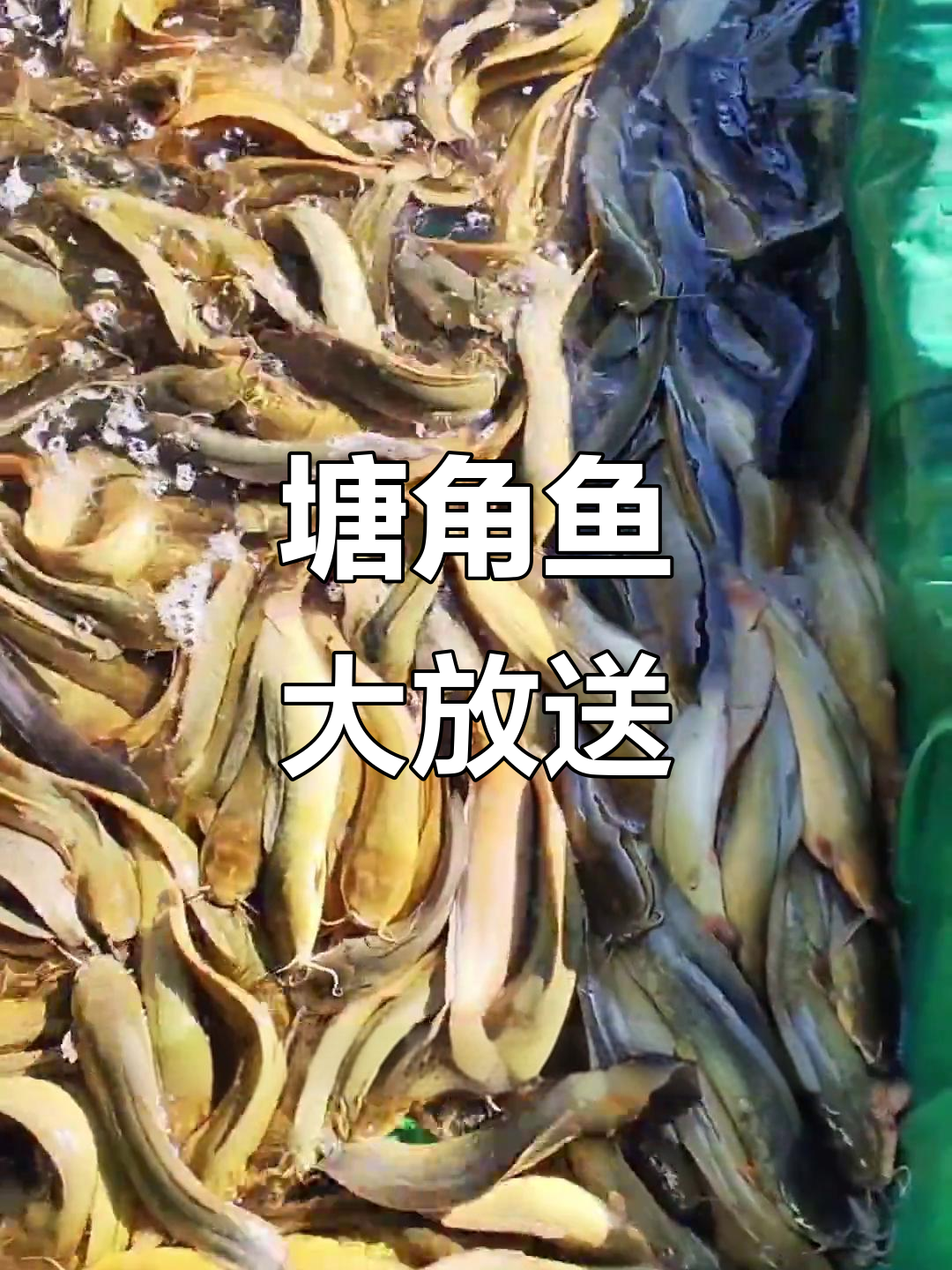 周三塘角鱼上市,回家做给孩子吃,保证饭量翻倍!