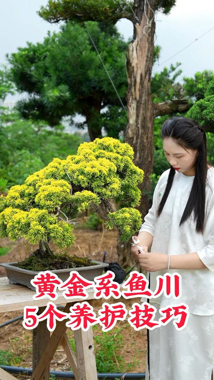黄金系鱼川真柏盆景的5个养护技巧,看完轻轻