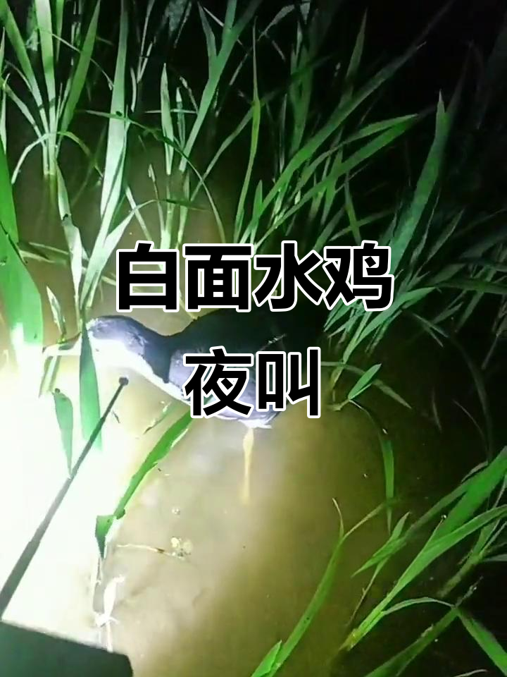 夜晚白面水鸡叫声，萌态十足