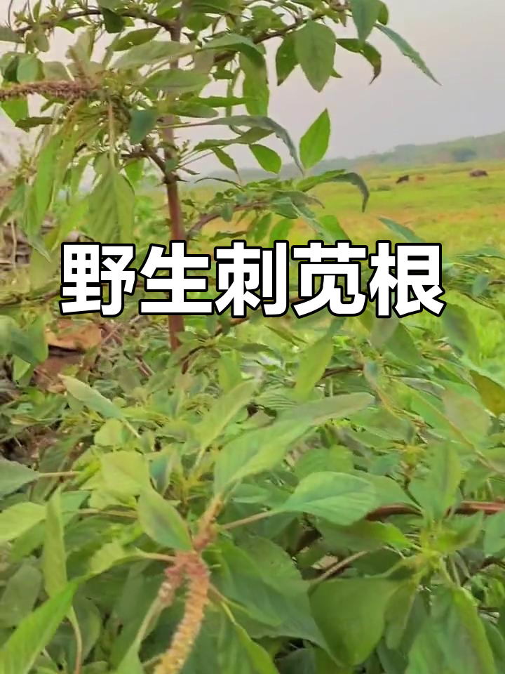 野外常见刺苋菜,煲汤好料