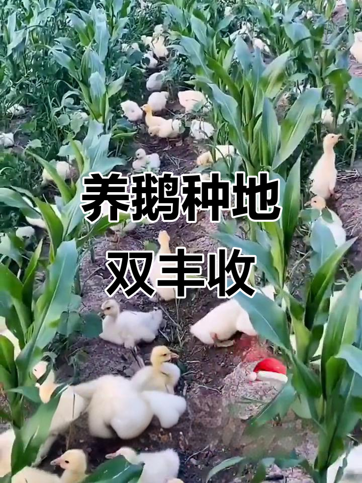玉米地养鹅，草吃光又赚钱，一举两得！