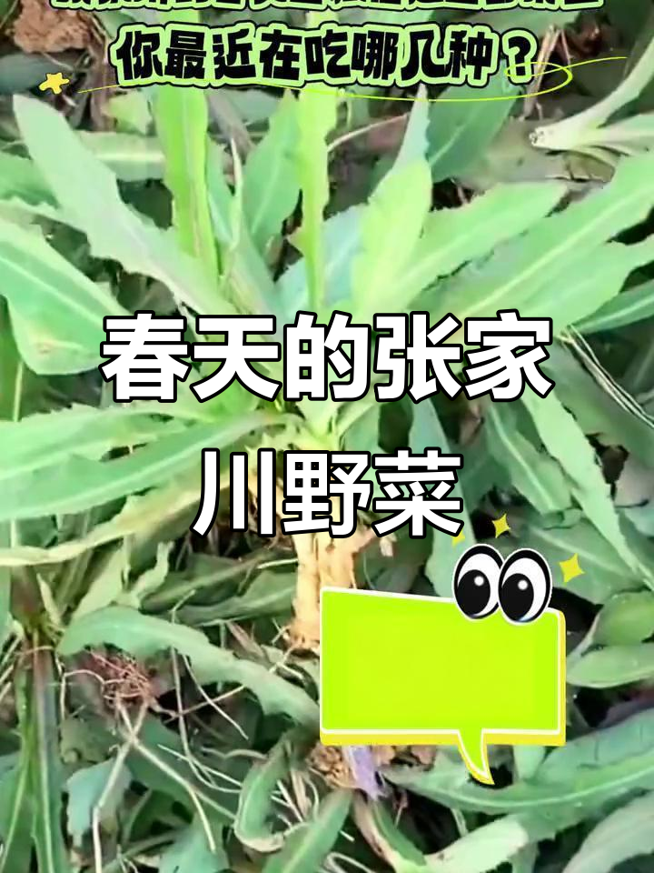 张家川的春天味道,藏在这些野菜里