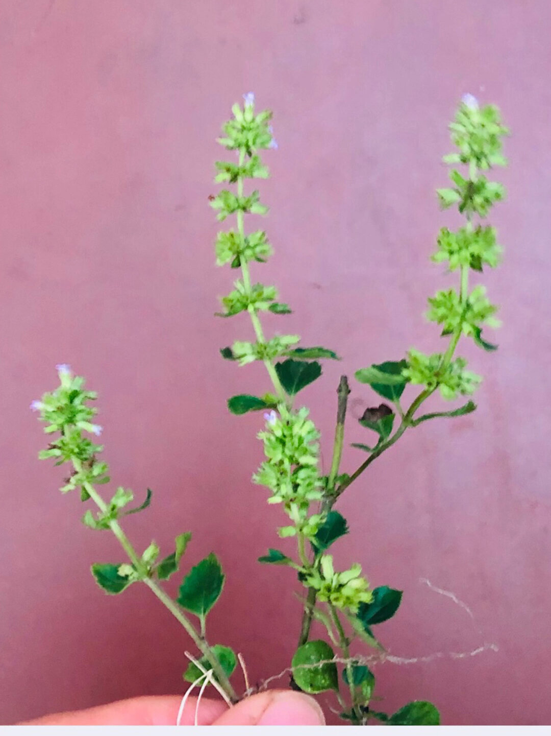 认识植物 细风轮菜