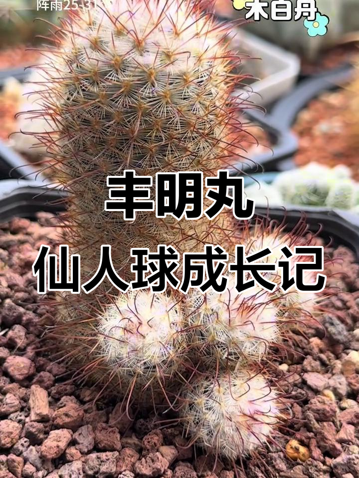 丰明丸仙人球开花不断,毛茸刺人小心搬运