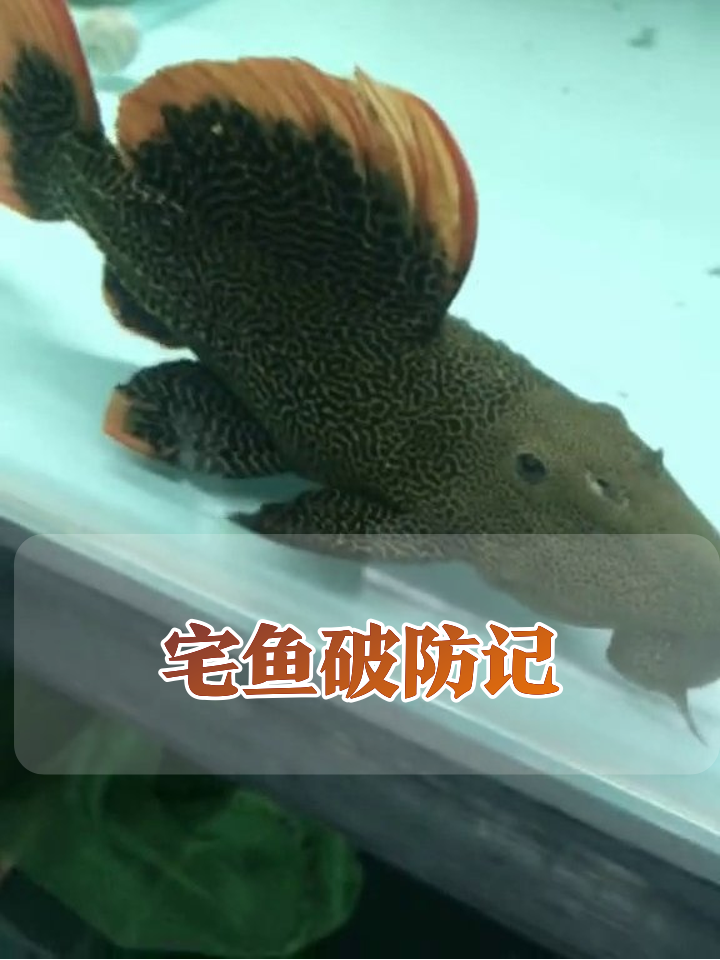 陶罐里掏出条社恐鱼,尾巴花纹比纹身还花!