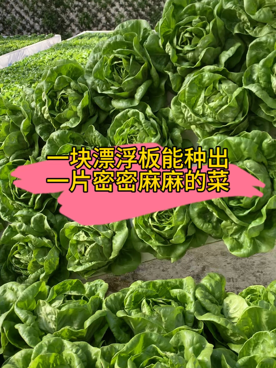 一块漂浮板带你种菜 无土栽培中的水培生菜