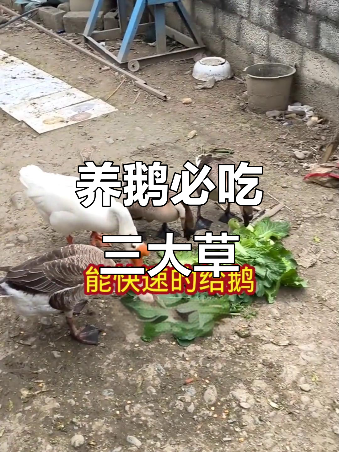 鹅吃什么草长得快?这三种草最合适