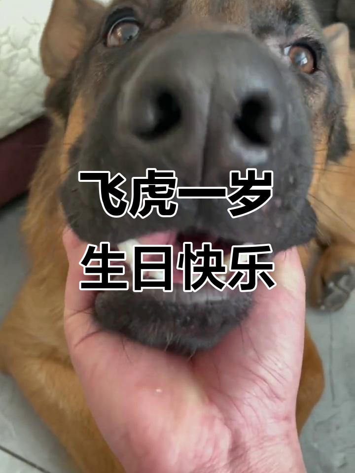 一岁飞虎宝宝生日蛋糕,健康食材DIY制作