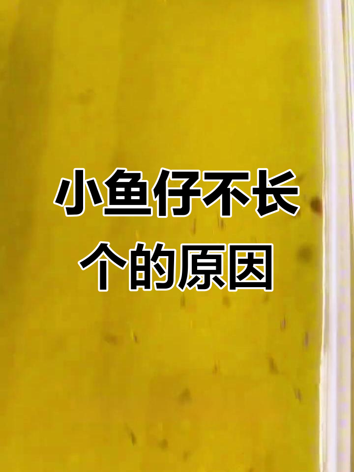 孔雀鱼宝宝长不大?这些原因你得知道