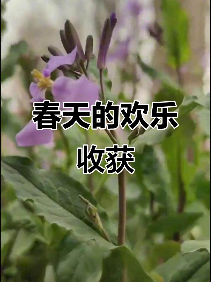 春天挖野菜,快乐满满,收获的季节到了!