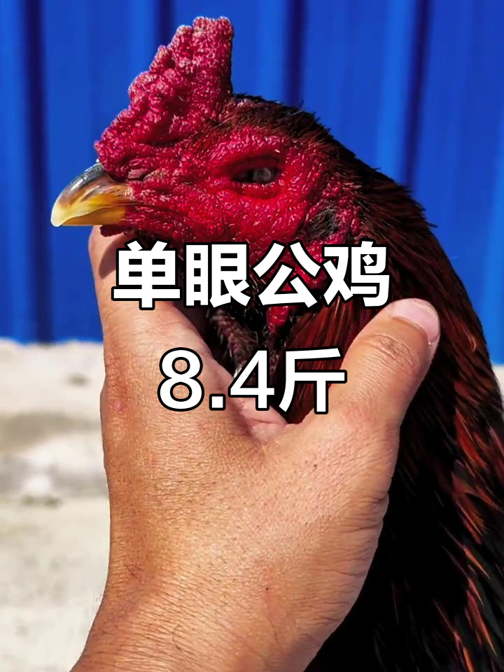 8.4斤退役斗鸡,单眼霸气十足,脚部暴鳞震撼全场