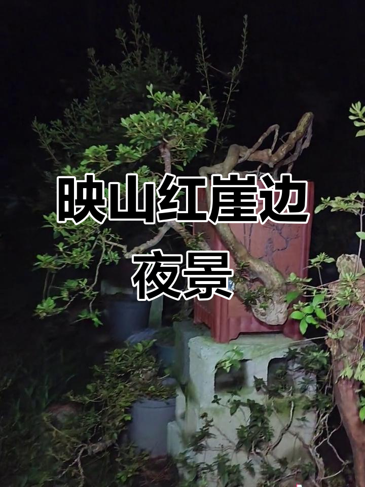 鸡血红映山红盆景夜拍,悬崖峭壁上的美丽奇迹