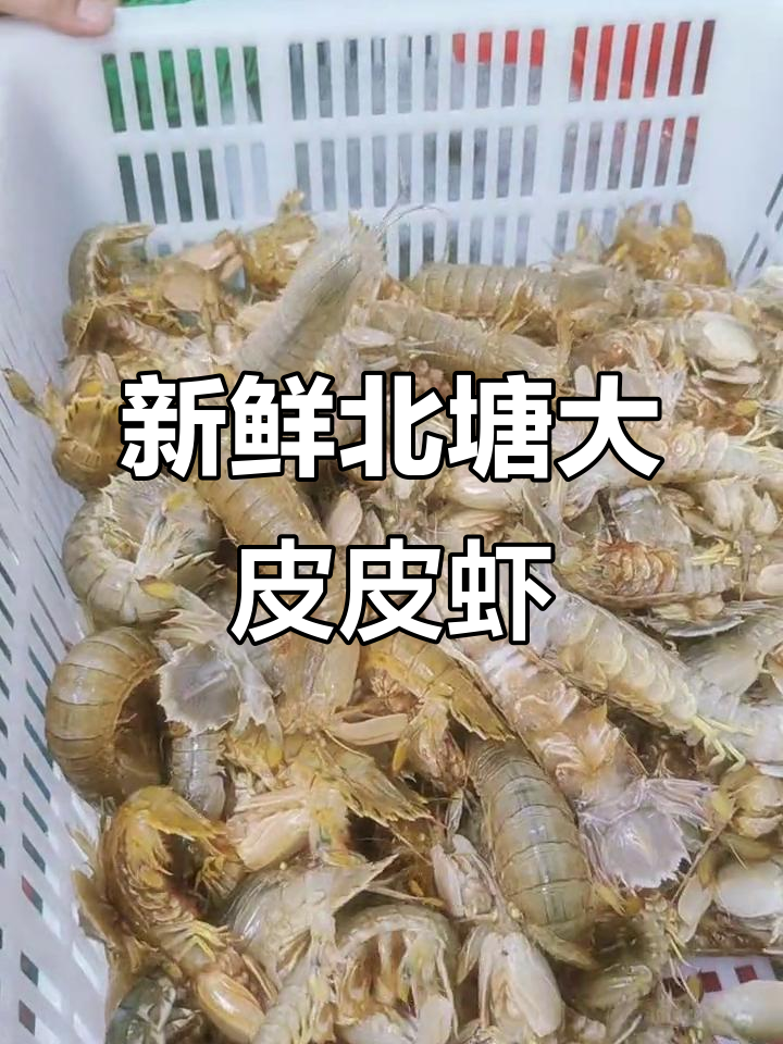 北塘手捡大皮皮虾,鲜活肥美黄毛满满!