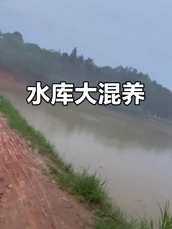 12亩水库,多种鱼类混养,青草鳊鱼应有尽有