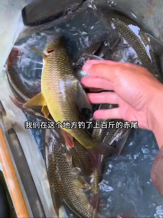 再探百斤赤尾钓点，依旧狂拉！户外钓鱼溪流鱼溪流钓户外