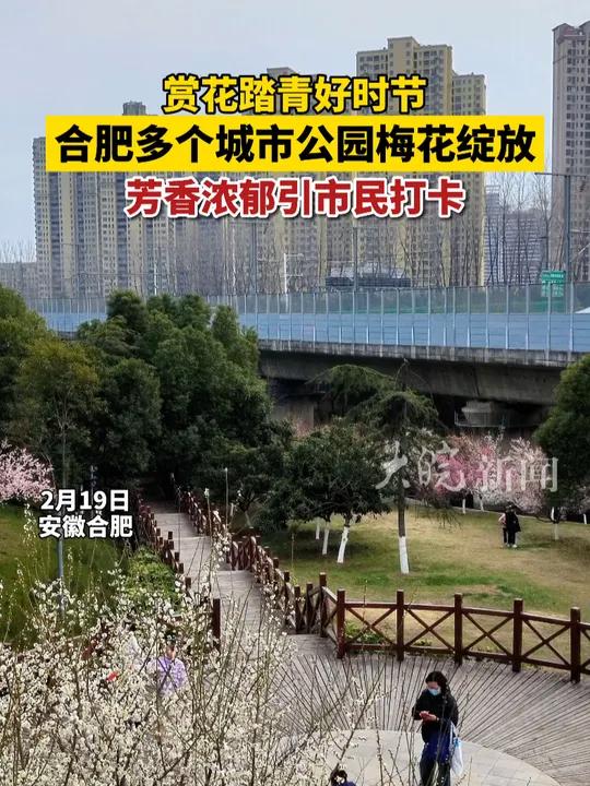 合肥多个城市公园梅花绽放 近日,合肥几处城市公园中的梅花即将进入盛花期,成为一道亮丽的风景