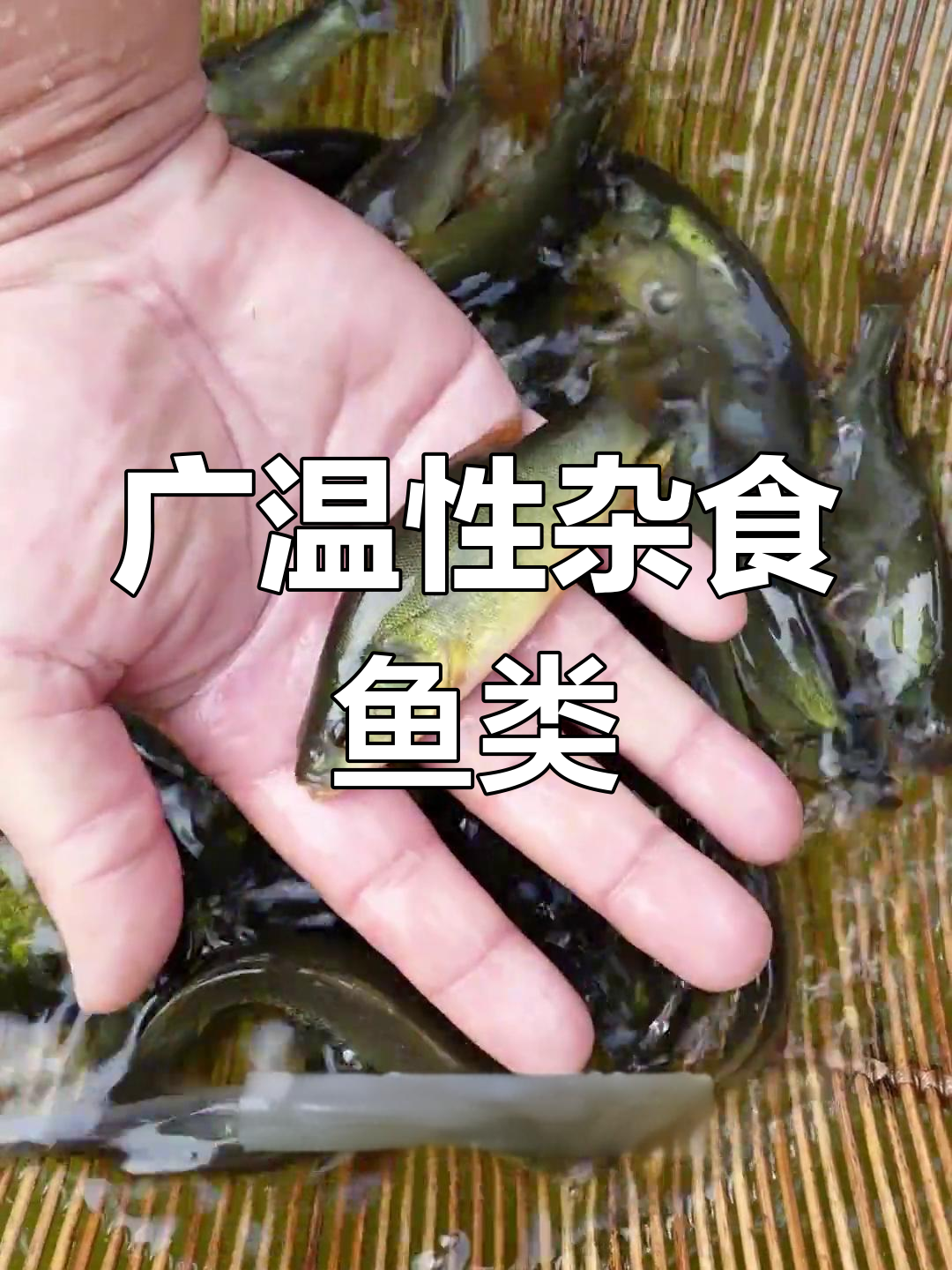 南北皆宜的丁桂鱼