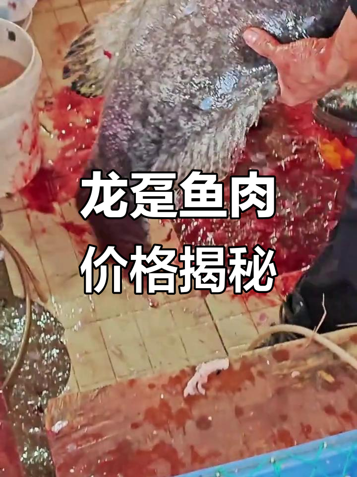 龙趸石斑鱼竟然会叫?73元一斤,值不值?