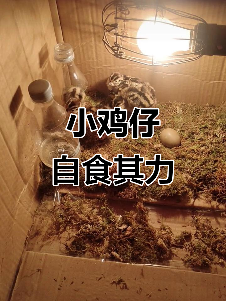 小鸡仔出生第二天,已经学会自己找食物了!