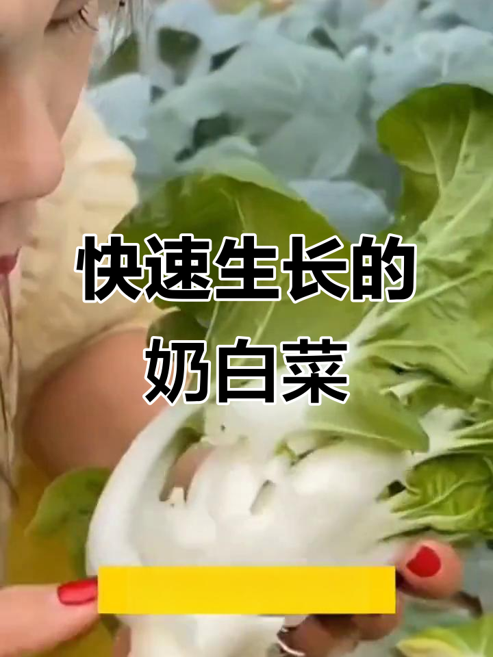 矮脚黄奶油白菜,阳台小院轻松种,脆嫩美味等你尝