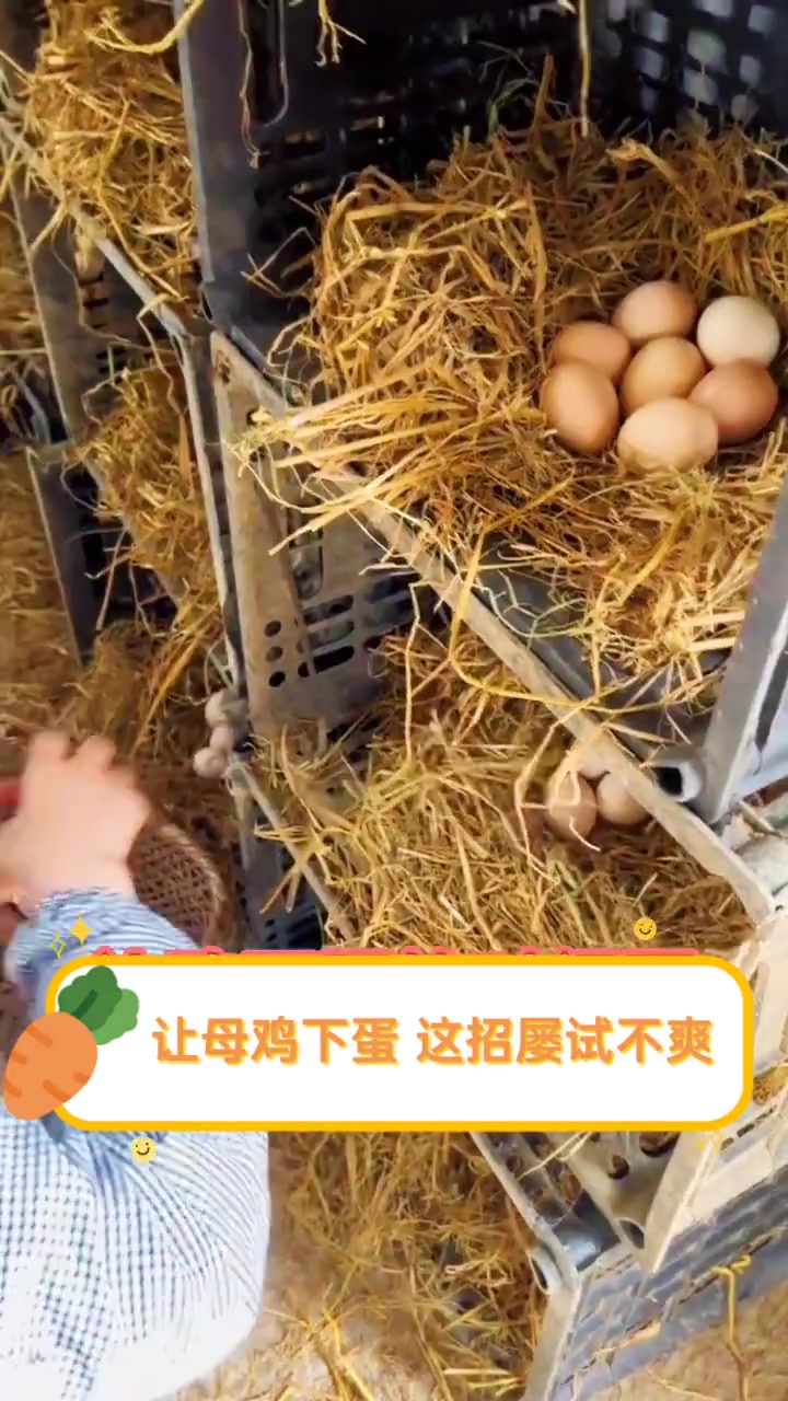 让母鸡下蛋,这招屡试不爽