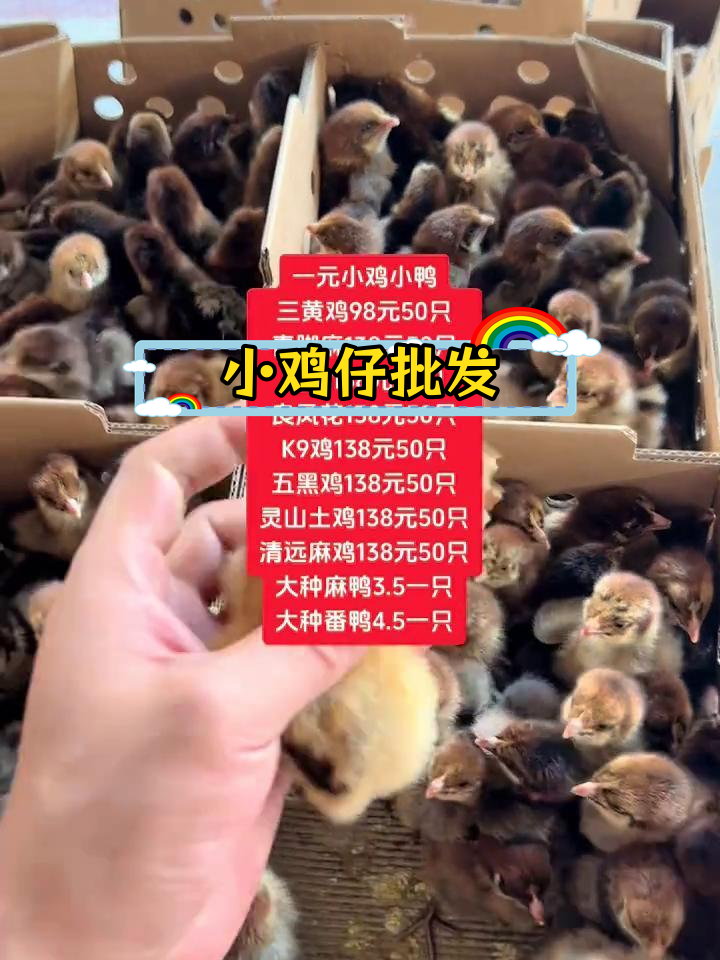 农村土鸡苗孵化与养殖