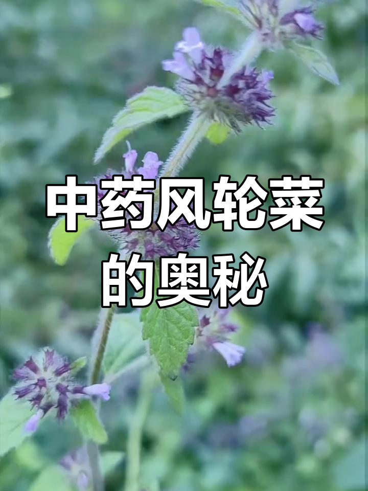 风轮菜:中药断血流的秘密,你了解吗?