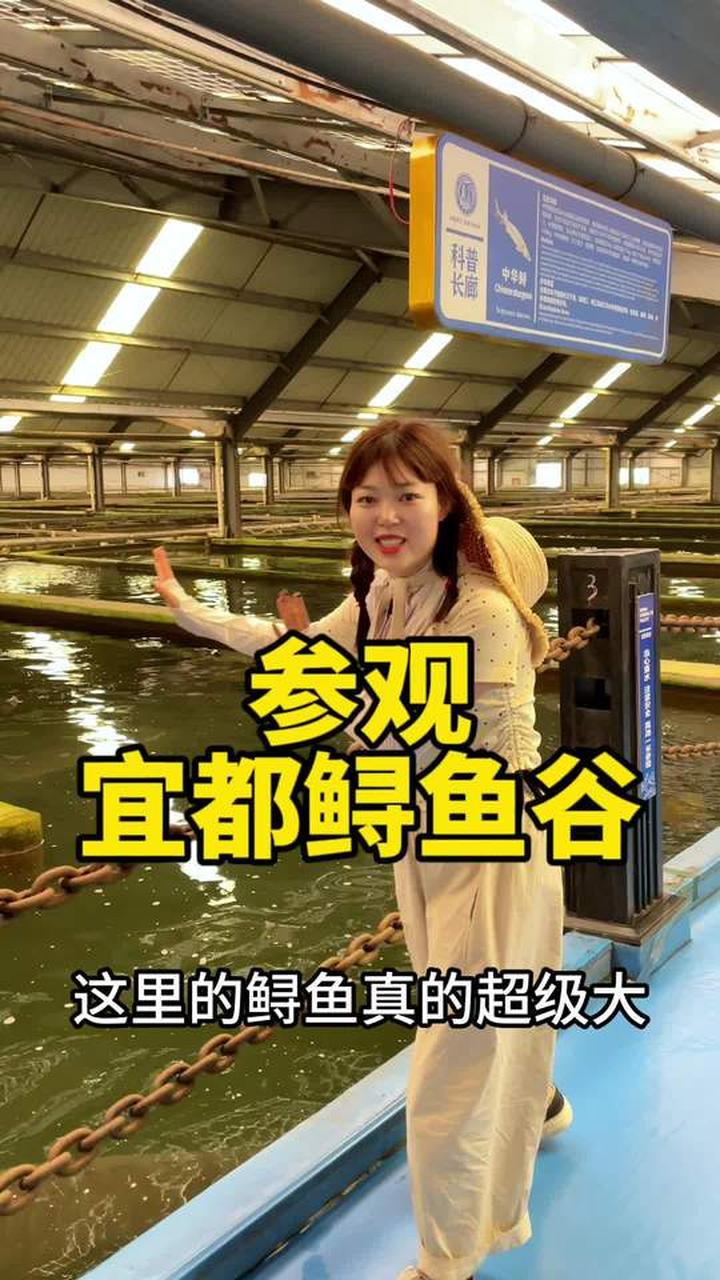 参观清江宜都鲟鱼谷太震撼！世界鲟鱼看中国清江