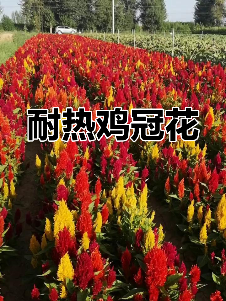 凤尾鸡冠花:耐热、花期长,春季必备