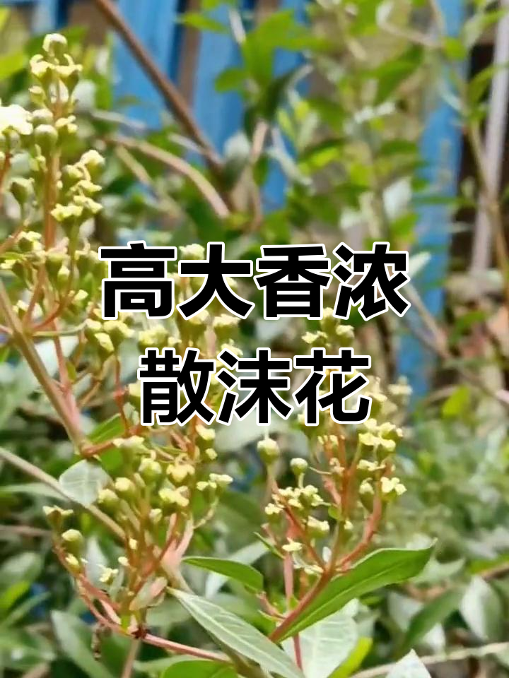 千屈菜科散沫花属植物,香气扑鼻的灌木