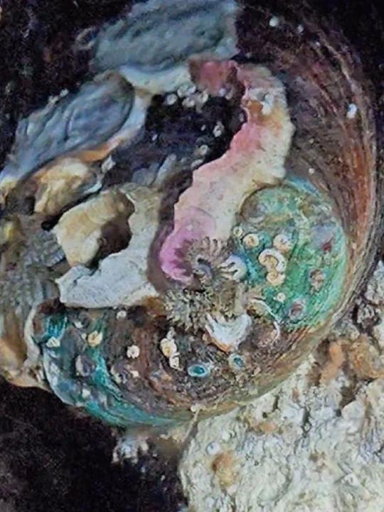 鲍鱼壳上的生物不要错过