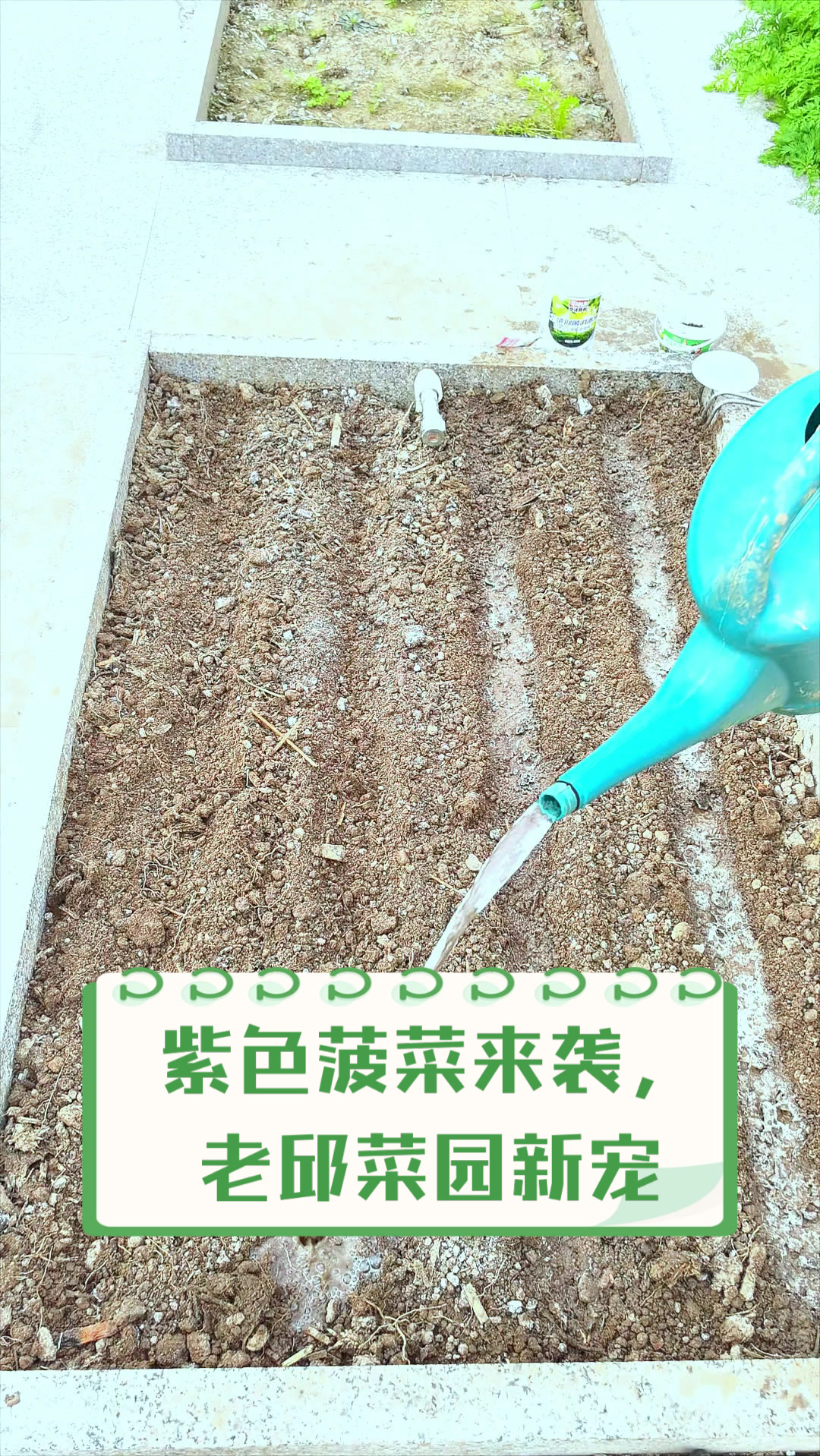 紫色菠菜来袭,老邱菜园新宠