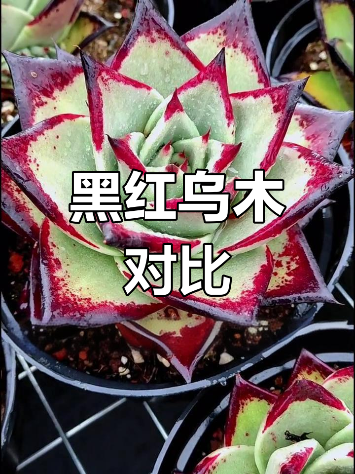 乌木的多肉魅力:黑红之争