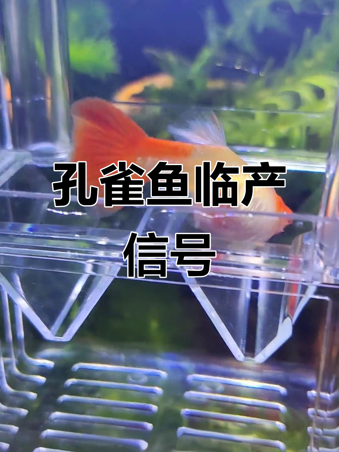 孔雀鱼母鱼临产征兆全解析,如何判断是否即将分娩