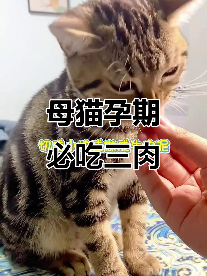 怀孕猫咪营养餐，鸡肉、牛肉和鱼肉必不可少