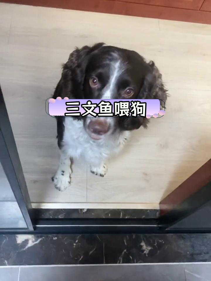 新鲜三文鱼褐色肉,给狗狗做奖励